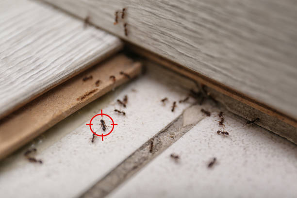 Best Pest Control Near Me  in Maury, NC