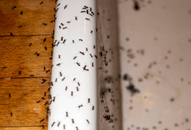 Best Pest Prevention Services  in Maury, NC