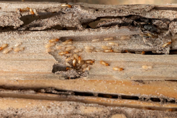 Best Wasp Removal Services  in Maury, NC