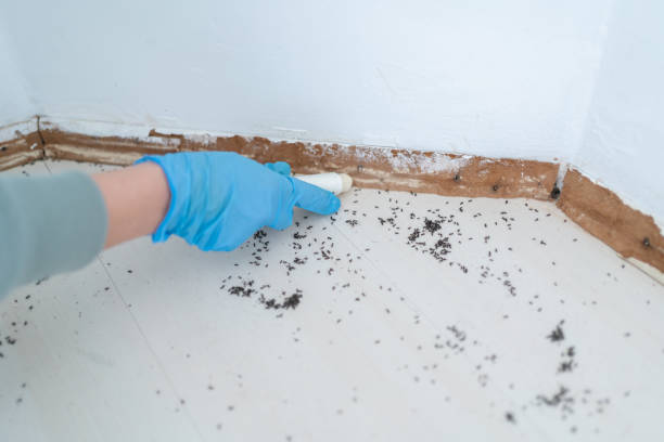 Best Pest Control for Restaurants  in Maury, NC